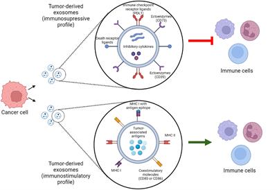 Landscape of tumor and immune system cells-derived exosomes in lung cancer: mediators of antitumor immunity regulation